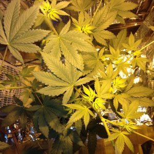 Royale Haze Grow