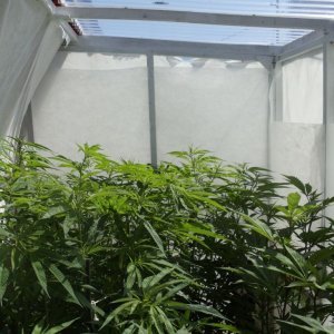 2012 LST GH grow