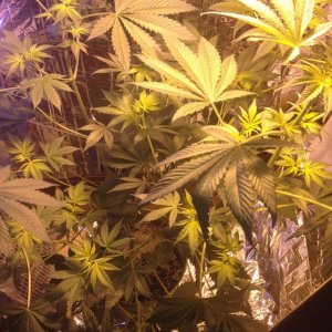 Royale Haze Grow