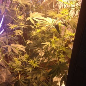 Royale Haze Grow