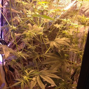 Royale Haze Grow