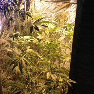 Royale Haze Grow