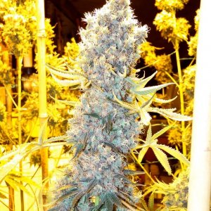 Indoor_Silver_Mist_x_Grand_Daddy_Purple1