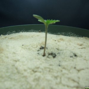 The Babies day 3 as seedlings