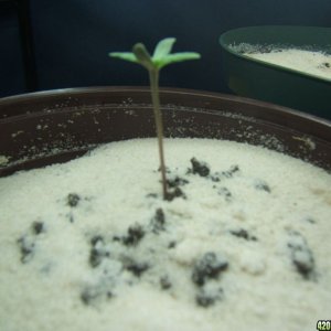 The Babies day 3 as seedlings