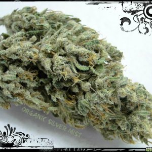 Organic_Silver_Mist_Super_Silver_Haze_x_Kali_Mist_1