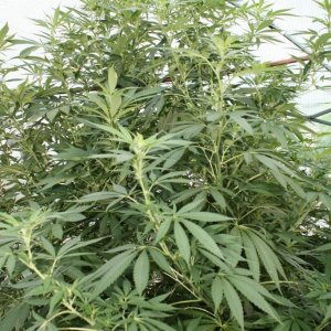 Moby Dick UK Outdoor Greenhouse Grow August