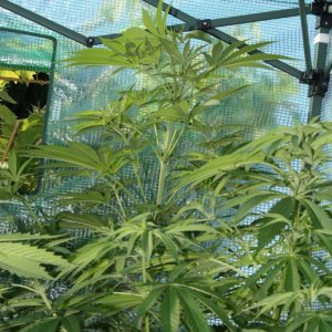 Moby Dick UK Outdoor Greenhouse Grow July