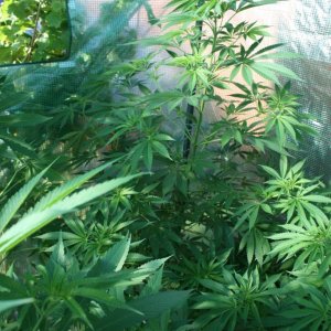 Moby Dick UK Outdoor Greenhouse Grow July