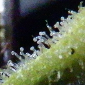 are these trichomes done?