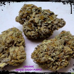 Organic_Outdoor_Grand_Daddy_Purple