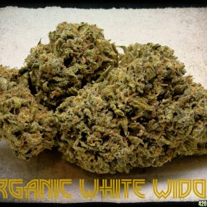 Organic_White_Widow1