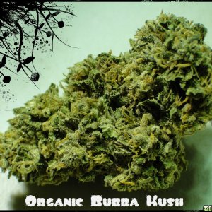 Organic_Bubba_Kush1