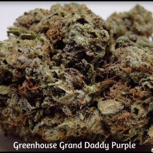 Greenhouse_Grand_Daddy_Purple