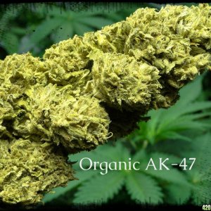 Organic_AK-472