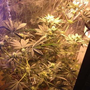 Royale Haze Grow