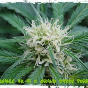 Organic_AK-47_x_Grand_Daddy_Purple