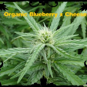 Organic_Blueberry_x_Cheese