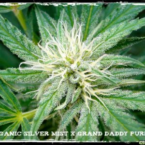 Organic_Silver_Mist_x_Grand_Daddy_Purple1