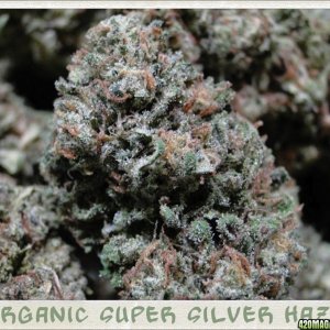 Organic_Super_Silver_Haze