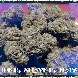 Super_Silver_Haze_Buds