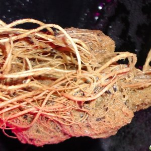 Pythium Slimy Roots