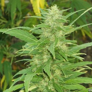 Outdoor Grow 2012 (Early Budders)