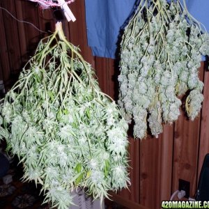 C99 harvest