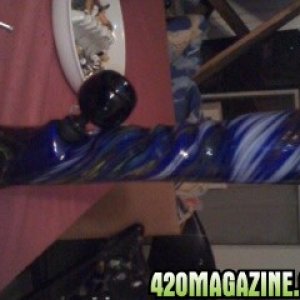 bluebong1