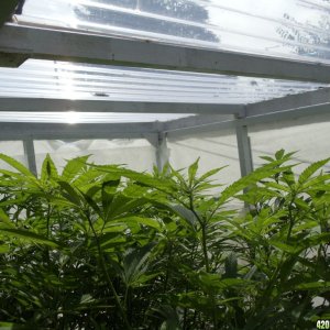 2012 lst gh grow