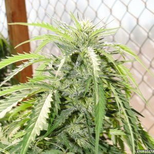 Greenhouse_Grand_Daddy_Purple_x_AK-47_Flower