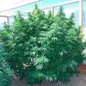 Greenhouse_G_D_P_x_AK-47_in_Flowering