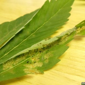 leaf miners