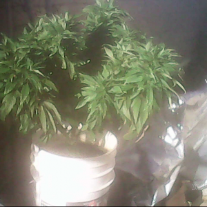 3 weeks b4 harvest same plant