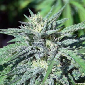 G_D_P_x_AK-47_Flower