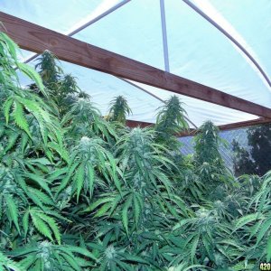 Greenhouse_G_D_P_x_AK-47_Colas_at_4_Weeks