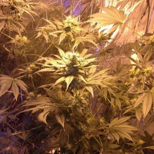 Royale Haze Grow