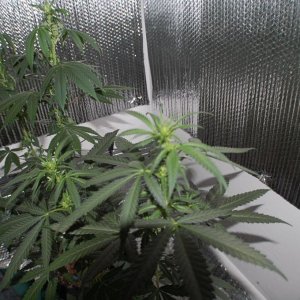 northern_lights_big_bud1