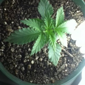 Day 17 Kush 2