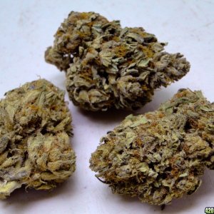 Greenhouse_Grand_Daddy_Purple1