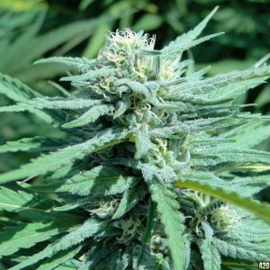 Greenhouse_Blueberry_x_Cheese_Flower