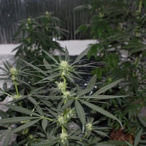 Northern_Lights_Big_Bud2