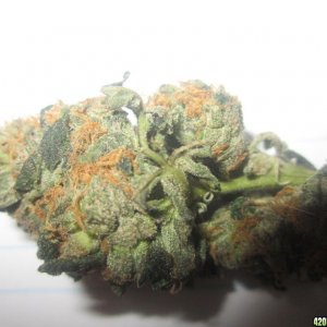 skywalker kush