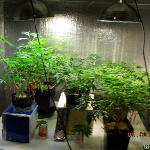 big veg room w/cfl's