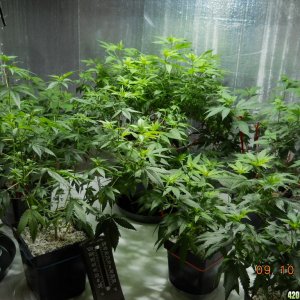 big veg room w/400w MH