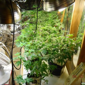 small veg room