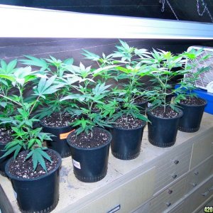 Blueberry_x_Cheese_Clones1