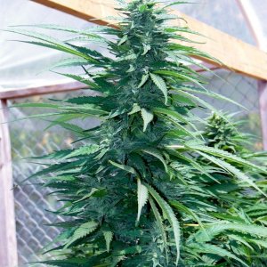 Greenhouse_Blueberry_x_Cheese_at_5_Weeks