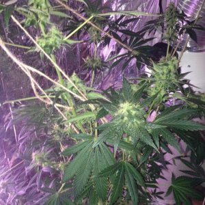 Royale Haze Grow