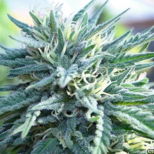 Grand_Daddy_Purple_x_AK-47_Closeup